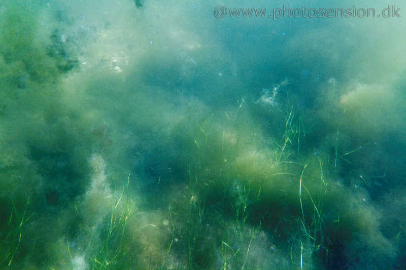 Ålegræs kvæles i alger