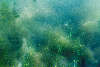 Ålegræs kvæles i alger